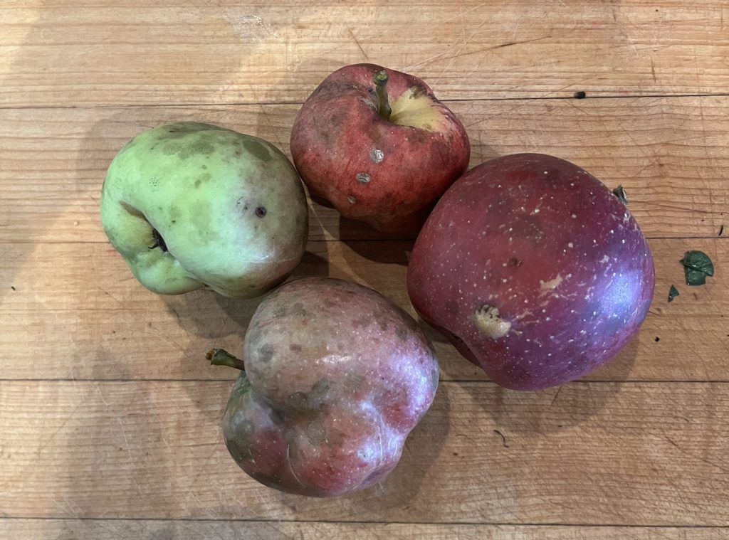 Making Perfectly Delicious Applesauce from Imperfect&nbsp;Apples